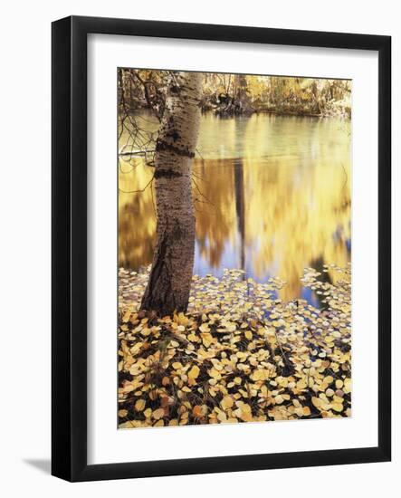 California, Sierra Nevada, Inyo Nf, the Fall Colors Aspen Leaves-Christopher Talbot Frank-Framed Photographic Print