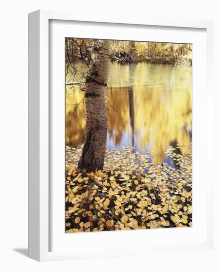 California, Sierra Nevada, Inyo Nf, the Fall Colors Aspen Leaves-Christopher Talbot Frank-Framed Photographic Print