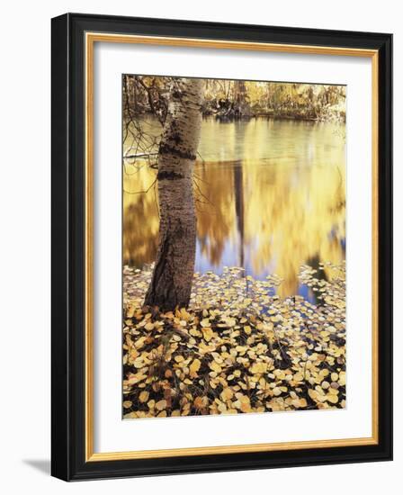 California, Sierra Nevada, Inyo Nf, the Fall Colors Aspen Leaves-Christopher Talbot Frank-Framed Photographic Print