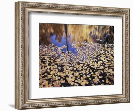 California, Sierra Nevada, Inyo Nf, the Fall Colors Aspen Leaves-Christopher Talbot Frank-Framed Photographic Print