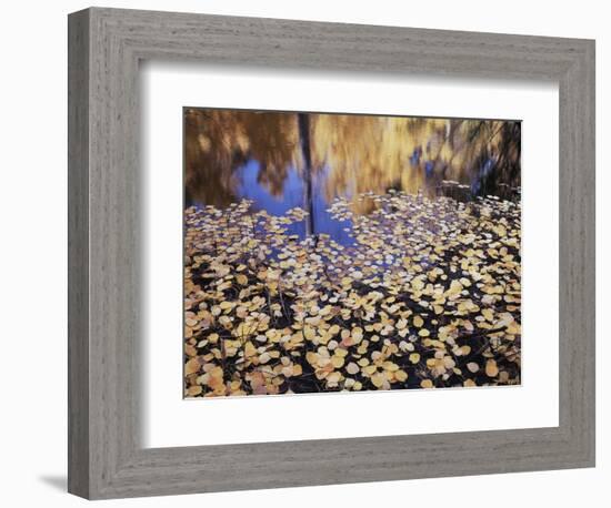 California, Sierra Nevada, Inyo Nf, the Fall Colors Aspen Leaves-Christopher Talbot Frank-Framed Photographic Print