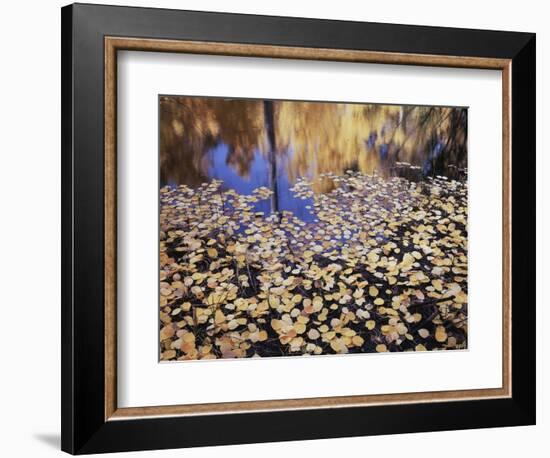 California, Sierra Nevada, Inyo Nf, the Fall Colors Aspen Leaves-Christopher Talbot Frank-Framed Photographic Print