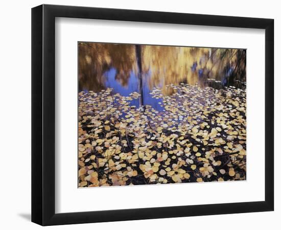 California, Sierra Nevada, Inyo Nf, the Fall Colors Aspen Leaves-Christopher Talbot Frank-Framed Photographic Print