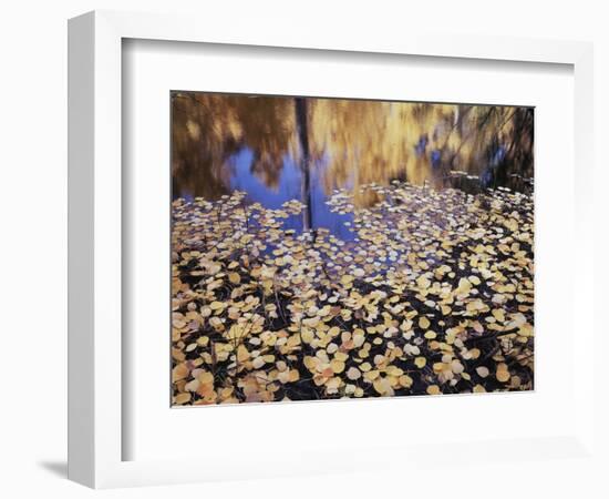 California, Sierra Nevada, Inyo Nf, the Fall Colors Aspen Leaves-Christopher Talbot Frank-Framed Photographic Print