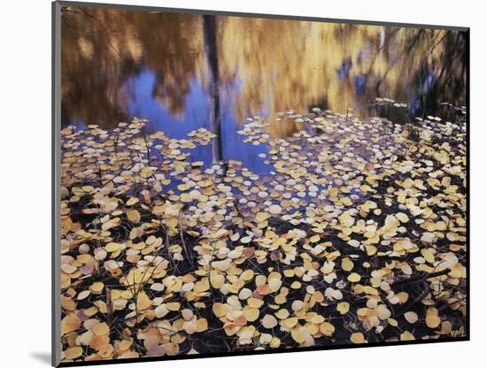 California, Sierra Nevada, Inyo Nf, the Fall Colors Aspen Leaves-Christopher Talbot Frank-Mounted Photographic Print