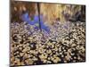 California, Sierra Nevada, Inyo Nf, the Fall Colors Aspen Leaves-Christopher Talbot Frank-Mounted Photographic Print