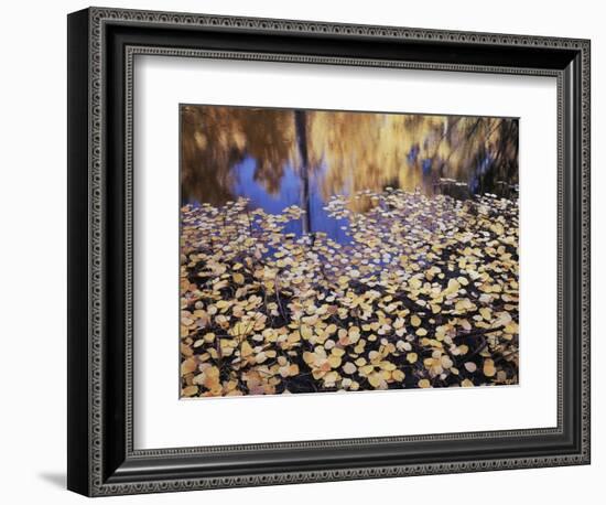 California, Sierra Nevada, Inyo Nf, the Fall Colors Aspen Leaves-Christopher Talbot Frank-Framed Photographic Print