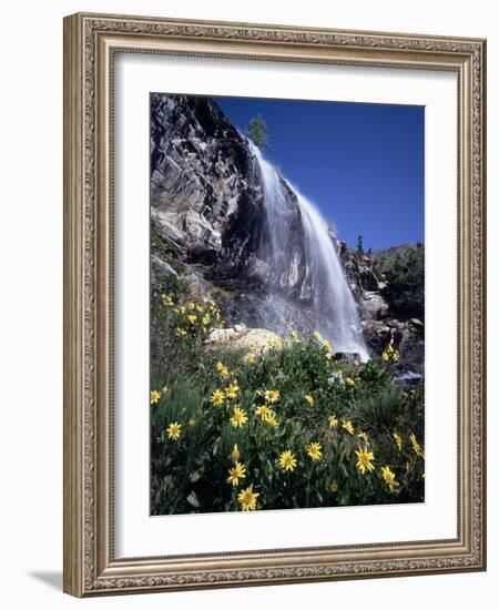 California, Sierra Nevada, Inyo Nf, Wildflowers at Lundy Falls-Christopher Talbot Frank-Framed Photographic Print