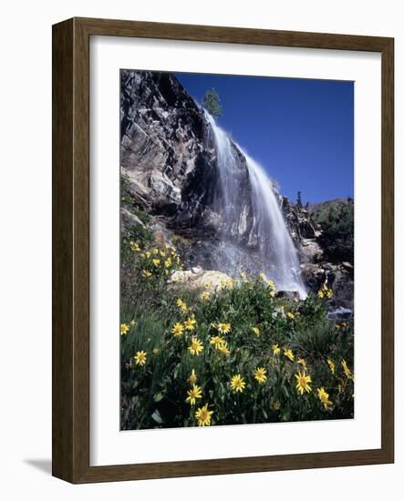 California, Sierra Nevada, Inyo Nf, Wildflowers at Lundy Falls-Christopher Talbot Frank-Framed Photographic Print