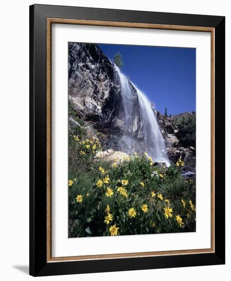 California, Sierra Nevada, Inyo Nf, Wildflowers at Lundy Falls-Christopher Talbot Frank-Framed Photographic Print