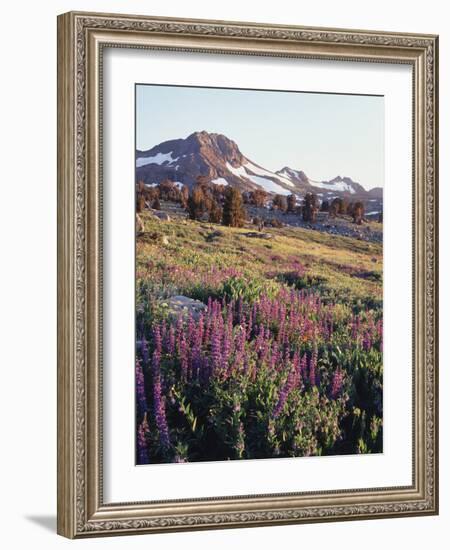 California, Sierra Nevada.   Lupine Wildflowers at Carson Pass-Christopher Talbot Frank-Framed Photographic Print