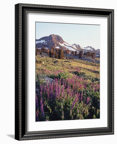 California, Sierra Nevada.   Lupine Wildflowers at Carson Pass-Christopher Talbot Frank-Framed Photographic Print