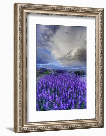 California, Sierra Nevada Mountains. Inyo Bush Lupine Blooming-Jaynes Gallery-Framed Photographic Print