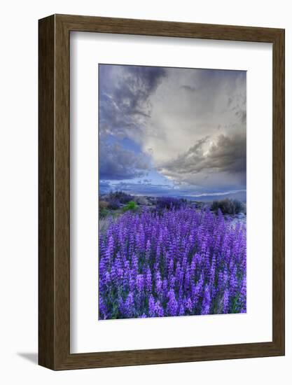 California, Sierra Nevada Mountains. Inyo Bush Lupine Blooming-Jaynes Gallery-Framed Photographic Print