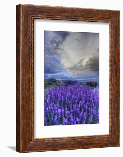 California, Sierra Nevada Mountains. Inyo Bush Lupine Blooming-Jaynes Gallery-Framed Photographic Print