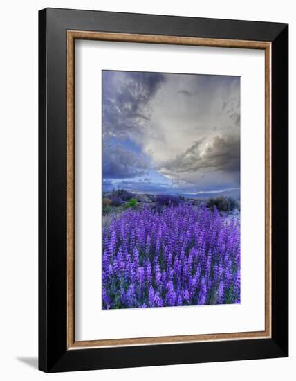 California, Sierra Nevada Mountains. Inyo Bush Lupine Blooming-Jaynes Gallery-Framed Photographic Print