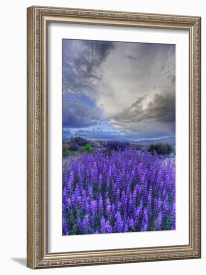 California, Sierra Nevada Mountains. Inyo Bush Lupine Blooming-Jaynes Gallery-Framed Photographic Print