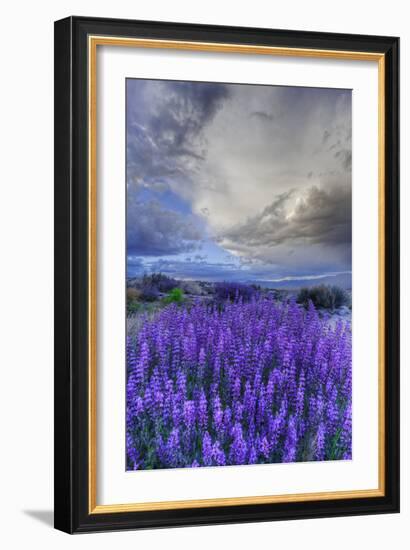 California, Sierra Nevada Mountains. Inyo Bush Lupine Blooming-Jaynes Gallery-Framed Photographic Print