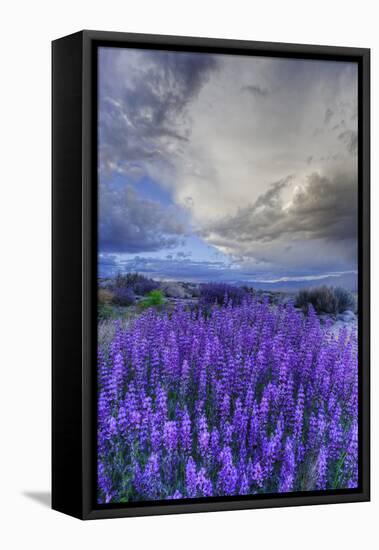 California, Sierra Nevada Mountains. Inyo Bush Lupine Blooming-Jaynes Gallery-Framed Premier Image Canvas