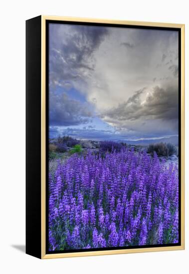 California, Sierra Nevada Mountains. Inyo Bush Lupine Blooming-Jaynes Gallery-Framed Premier Image Canvas