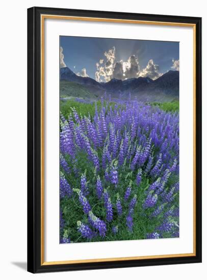 California, Sierra Nevada Mountains. Inyo Bush Lupine Blooms and Mountains-Jaynes Gallery-Framed Photographic Print