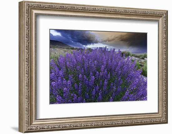 California, Sierra Nevada Mountains. Inyo Bush Lupines in Bloom-Jaynes Gallery-Framed Photographic Print