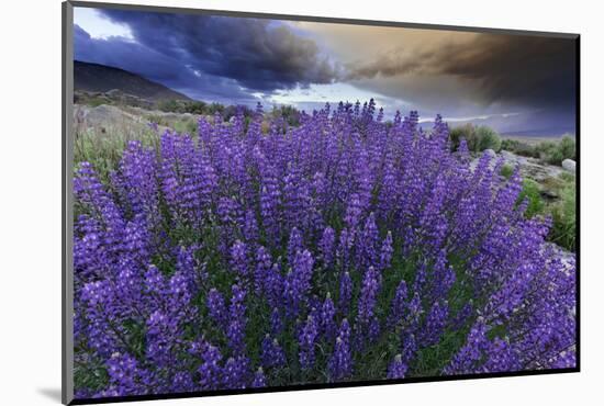 California, Sierra Nevada Mountains. Inyo Bush Lupines in Bloom-Jaynes Gallery-Mounted Photographic Print