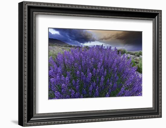 California, Sierra Nevada Mountains. Inyo Bush Lupines in Bloom-Jaynes Gallery-Framed Photographic Print