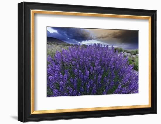 California, Sierra Nevada Mountains. Inyo Bush Lupines in Bloom-Jaynes Gallery-Framed Photographic Print