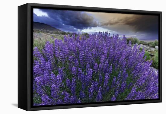 California, Sierra Nevada Mountains. Inyo Bush Lupines in Bloom-Jaynes Gallery-Framed Premier Image Canvas