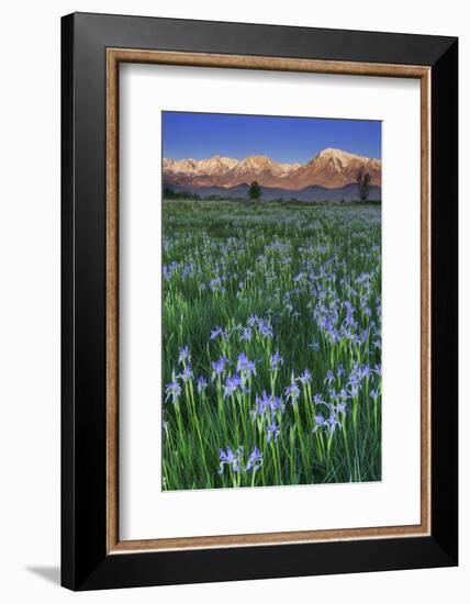 California, Sierra Nevada Mountains. Wild Iris Blooming in Owens Valley-Jaynes Gallery-Framed Photographic Print