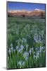 California, Sierra Nevada Mountains. Wild Iris Blooming in Owens Valley-Jaynes Gallery-Mounted Photographic Print