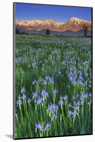 California, Sierra Nevada Mountains. Wild Iris Blooming in Owens Valley-Jaynes Gallery-Mounted Photographic Print