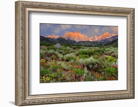 California, Sierra Nevada Mountains. Wildflowers Bloom in Valley-Jaynes Gallery-Framed Photographic Print