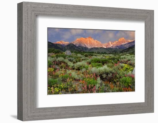 California, Sierra Nevada Mountains. Wildflowers Bloom in Valley-Jaynes Gallery-Framed Photographic Print