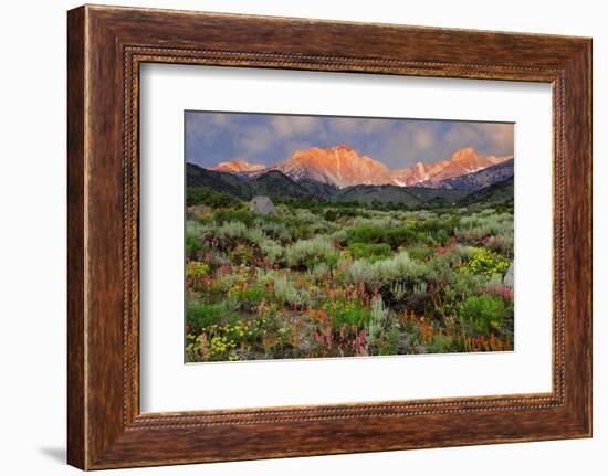 California, Sierra Nevada Mountains. Wildflowers Bloom in Valley-Jaynes Gallery-Framed Photographic Print