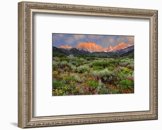 California, Sierra Nevada Mountains. Wildflowers Bloom in Valley-Jaynes Gallery-Framed Photographic Print