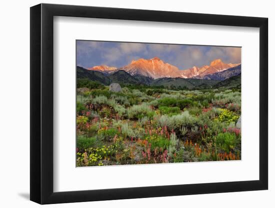 California, Sierra Nevada Mountains. Wildflowers Bloom in Valley-Jaynes Gallery-Framed Photographic Print