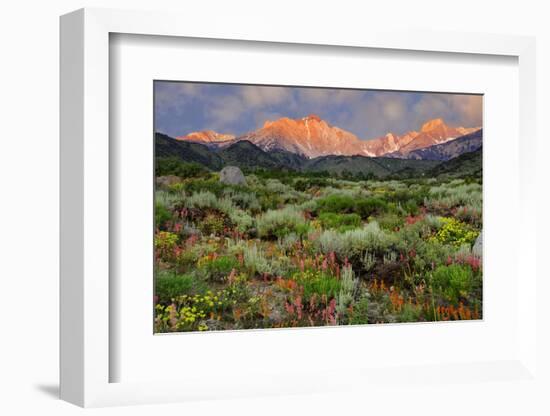 California, Sierra Nevada Mountains. Wildflowers Bloom in Valley-Jaynes Gallery-Framed Photographic Print