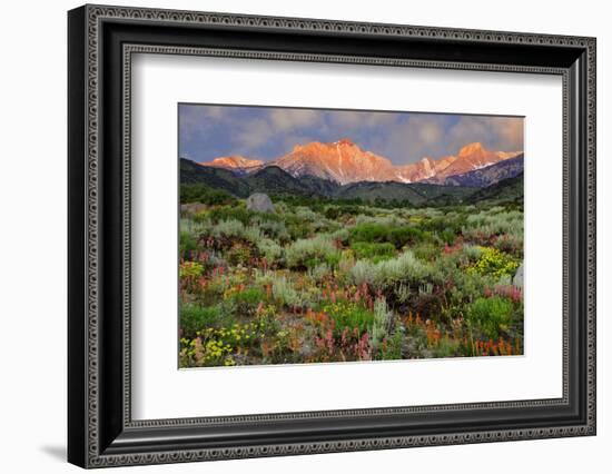 California, Sierra Nevada Mountains. Wildflowers Bloom in Valley-Jaynes Gallery-Framed Photographic Print