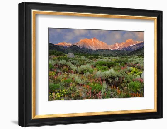 California, Sierra Nevada Mountains. Wildflowers Bloom in Valley-Jaynes Gallery-Framed Photographic Print