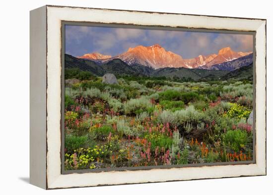California, Sierra Nevada Mountains. Wildflowers Bloom in Valley-Jaynes Gallery-Framed Premier Image Canvas