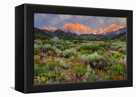 California, Sierra Nevada Mountains. Wildflowers Bloom in Valley-Jaynes Gallery-Framed Premier Image Canvas