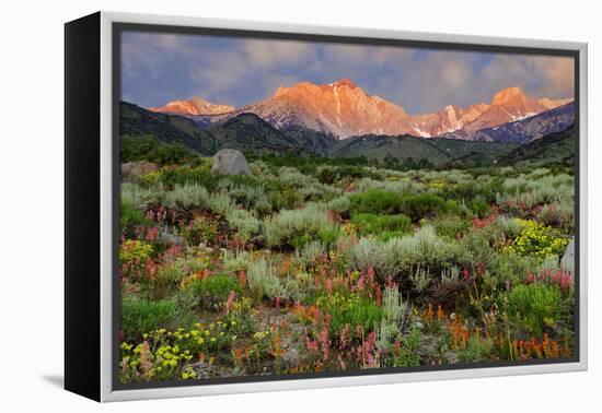 California, Sierra Nevada Mountains. Wildflowers Bloom in Valley-Jaynes Gallery-Framed Premier Image Canvas