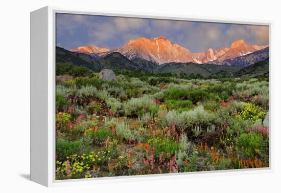 California, Sierra Nevada Mountains. Wildflowers Bloom in Valley-Jaynes Gallery-Framed Premier Image Canvas