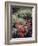 California, Sierra Nevada Mts, Indian Paintbrush, Castilleja-Christopher Talbot Frank-Framed Photographic Print