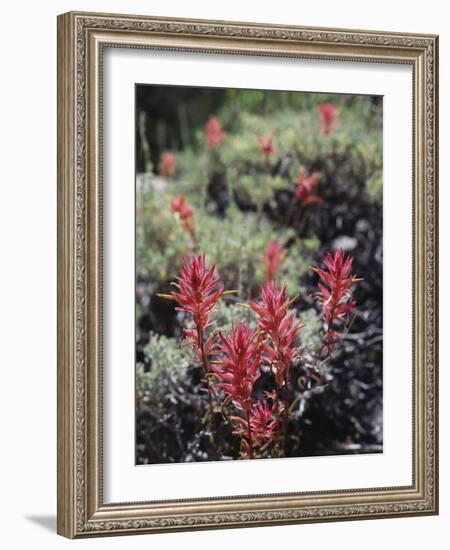 California, Sierra Nevada Mts, Indian Paintbrush, Castilleja-Christopher Talbot Frank-Framed Photographic Print