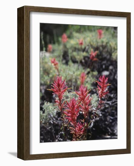 California, Sierra Nevada Mts, Indian Paintbrush, Castilleja-Christopher Talbot Frank-Framed Photographic Print