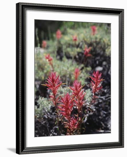 California, Sierra Nevada Mts, Indian Paintbrush, Castilleja-Christopher Talbot Frank-Framed Photographic Print