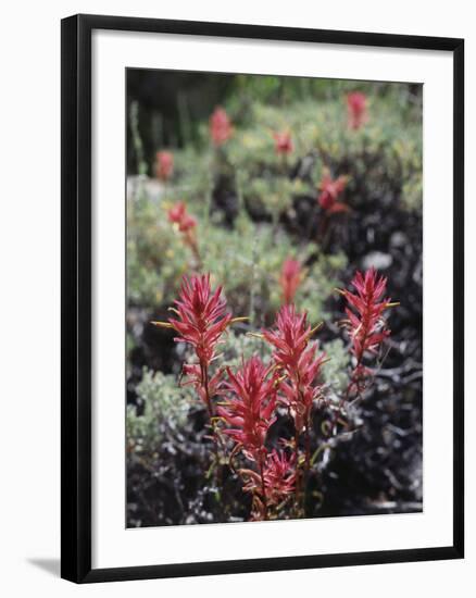 California, Sierra Nevada Mts, Indian Paintbrush, Castilleja-Christopher Talbot Frank-Framed Photographic Print